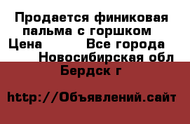 Продается финиковая пальма с горшком › Цена ­ 600 - Все города  »    . Новосибирская обл.,Бердск г.